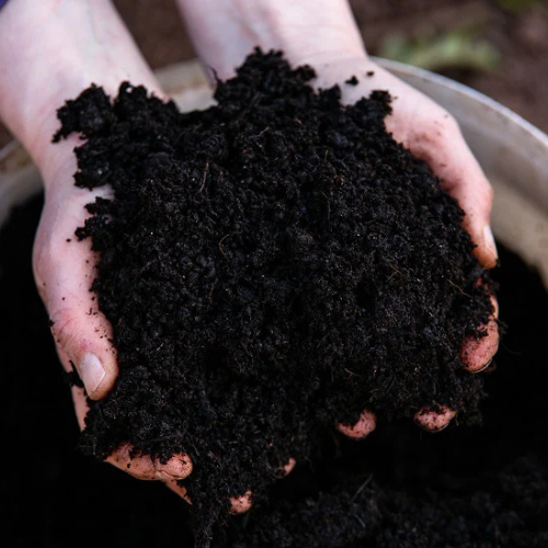 Cow Dung Manure